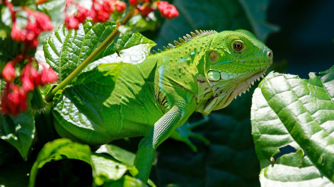 Iguana