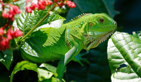 Iguana