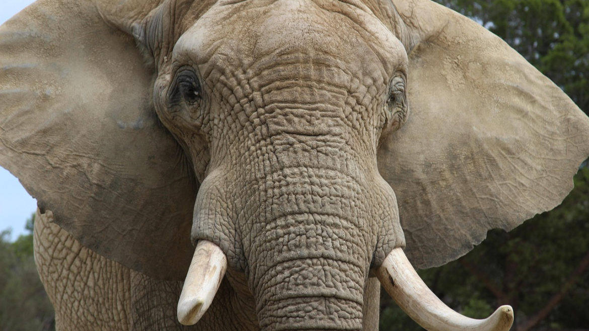 Elephant