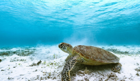 seaturtle