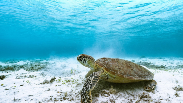 seaturtle