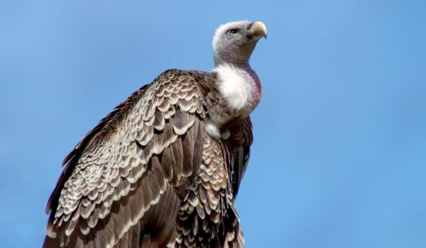 vulture
