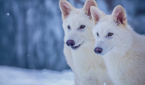 wolves
