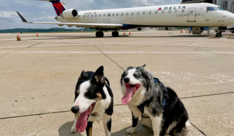 airportdogs