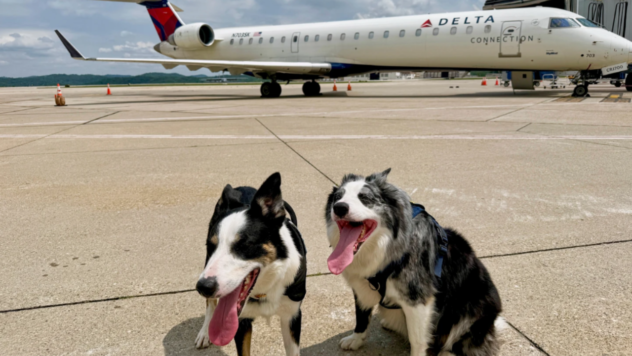 airportdogs