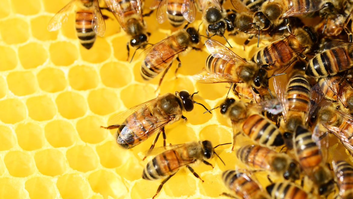 bee