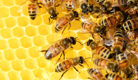 bee