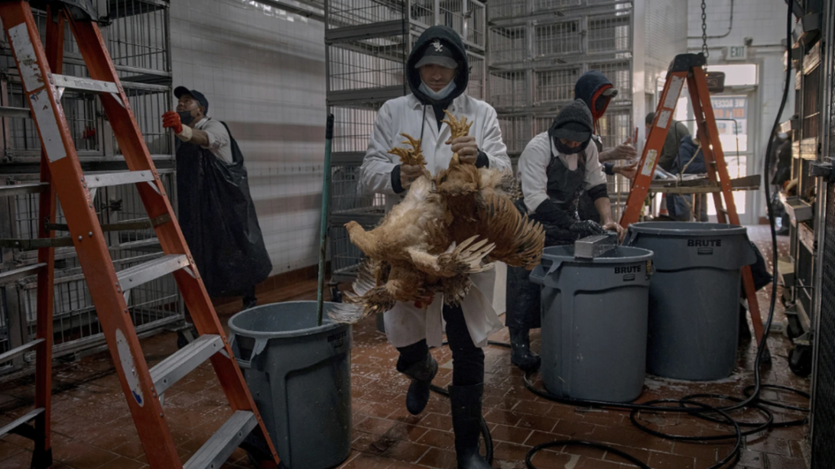 birdflu