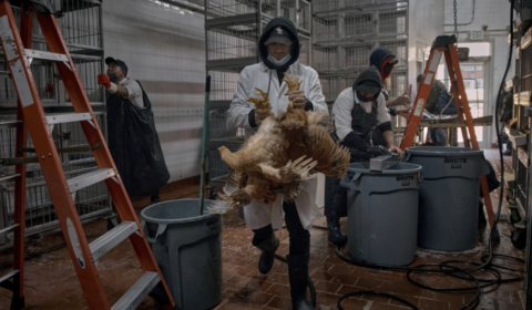 birdflu