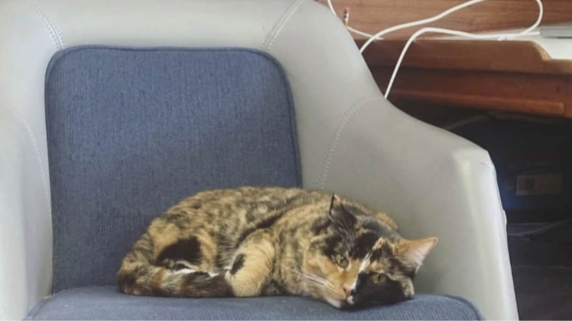 cat