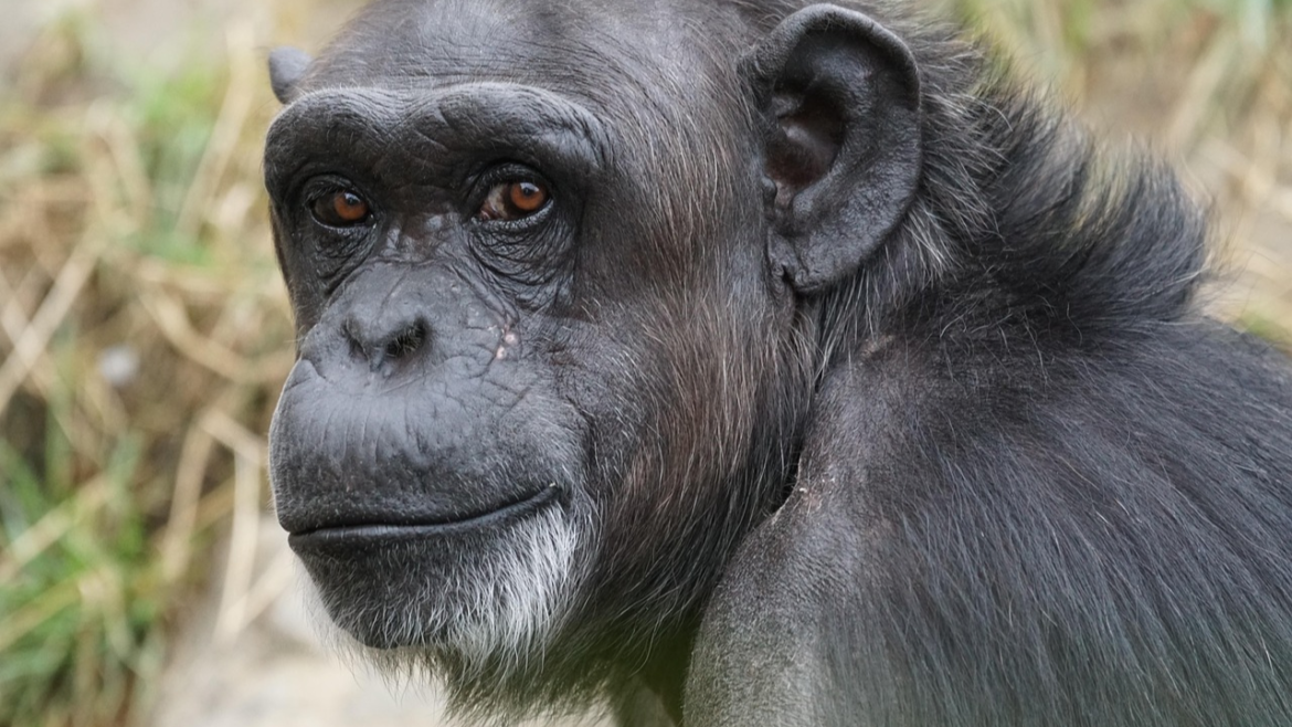 chimpanzee