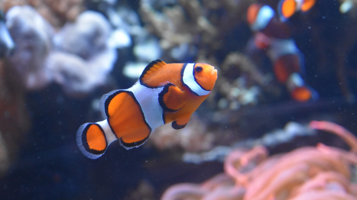 clownfish