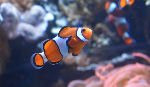 clownfish