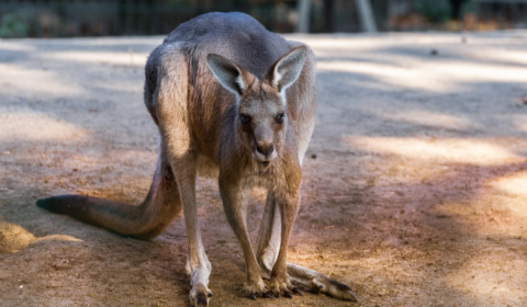 kangaroo