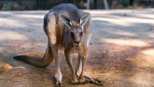 kangaroo