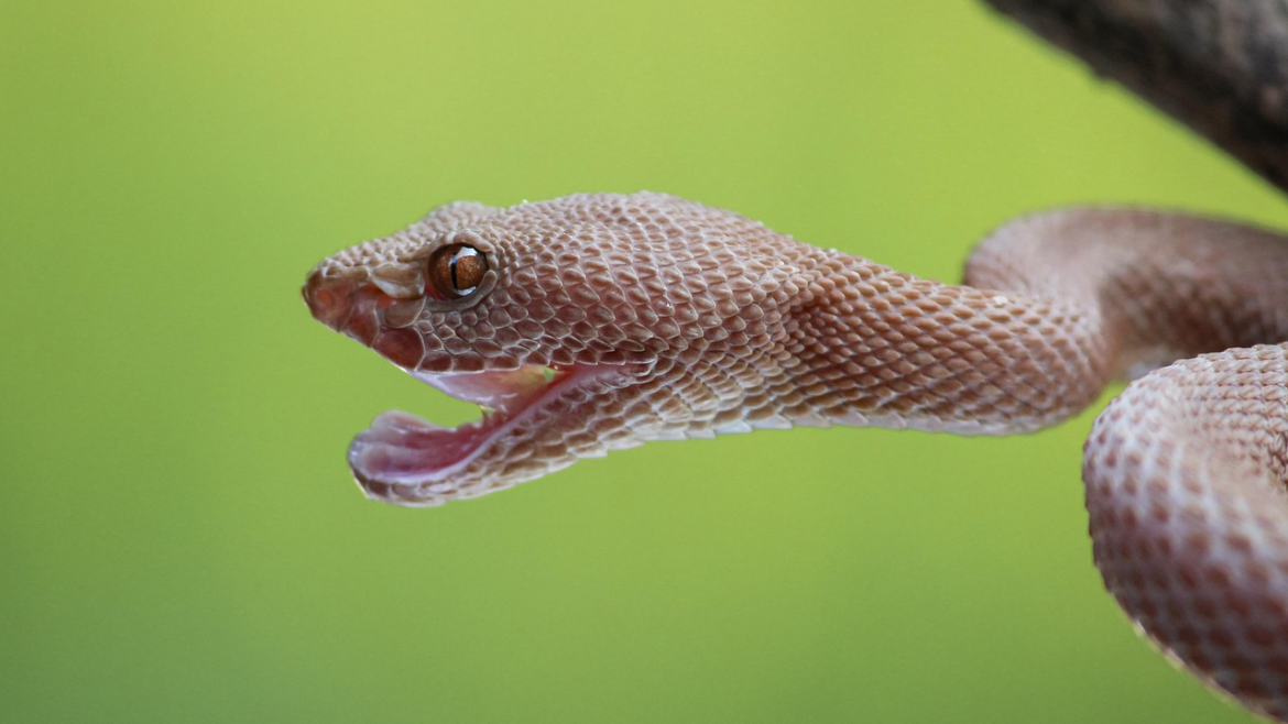 snake