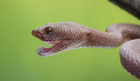 snake