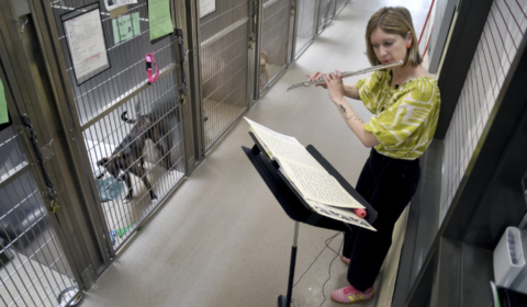 animalsheltermusic