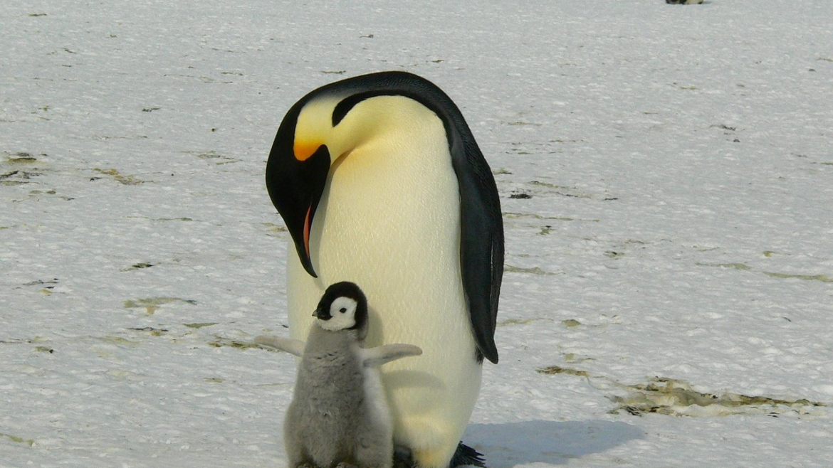 emperor penguin