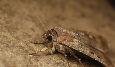 moth