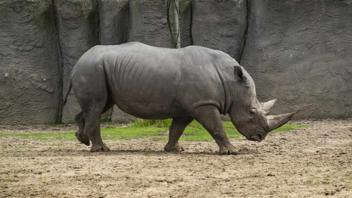 rhinoceros