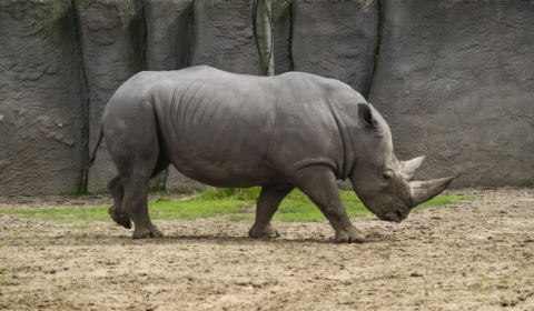 rhinoceros