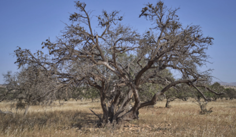 argan tree