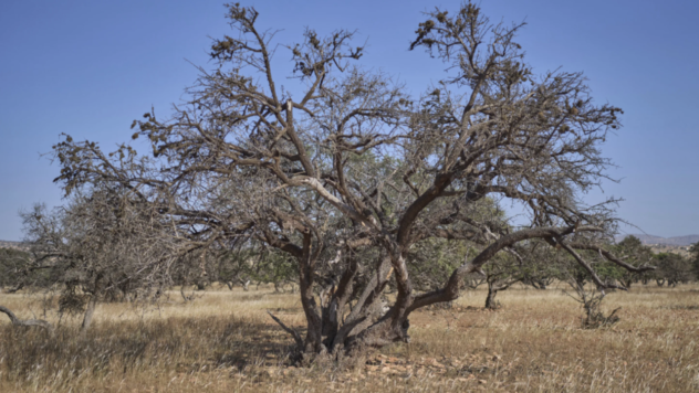 argan tree