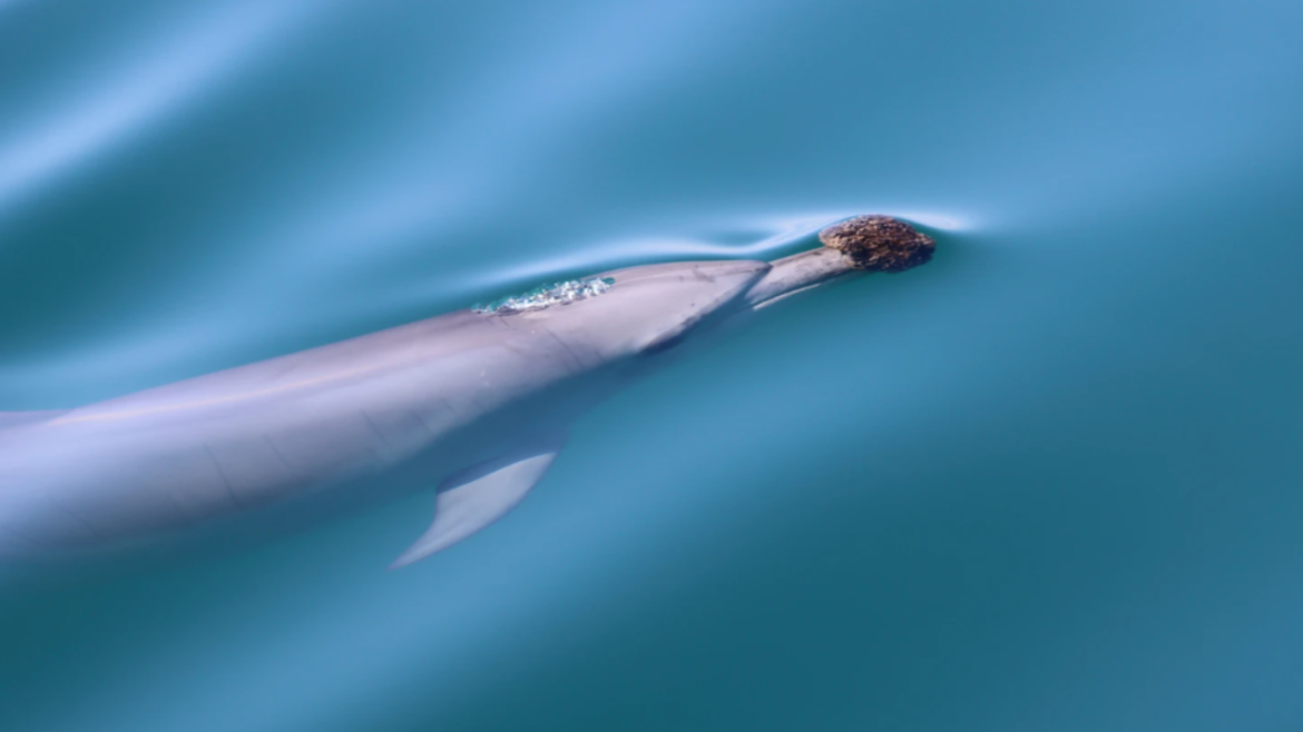 dolphinsponge