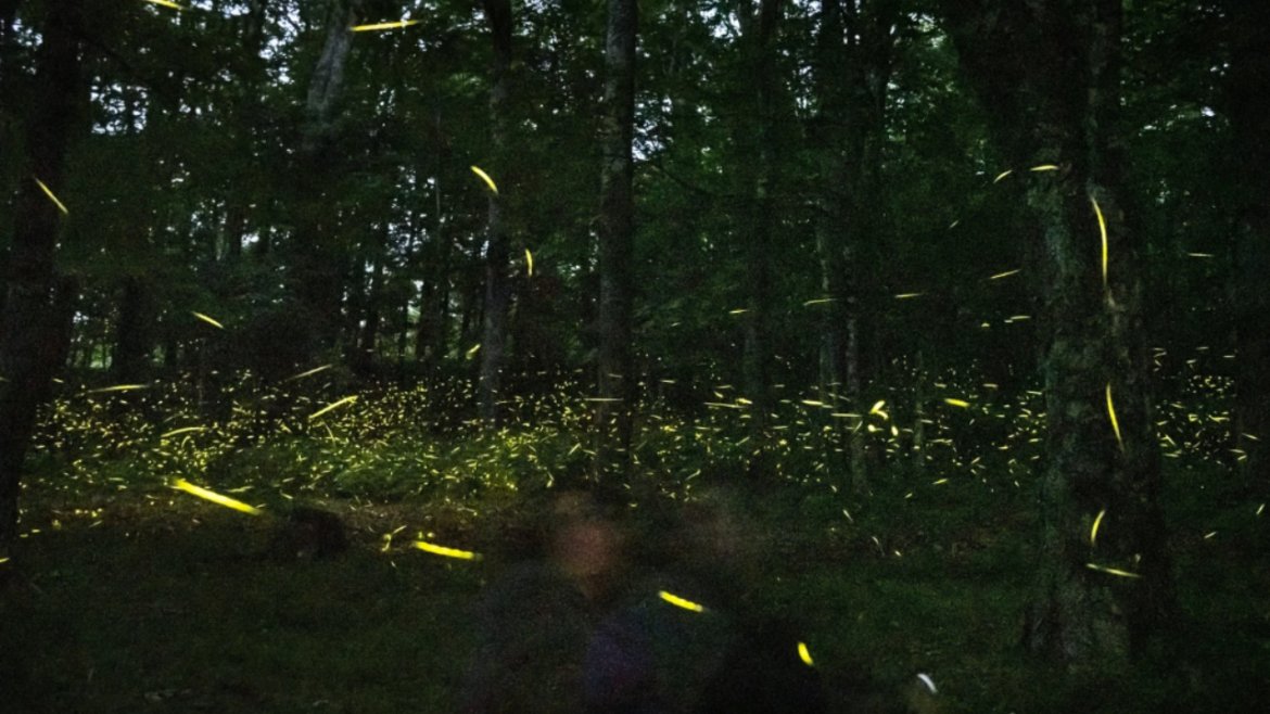 Fireflies