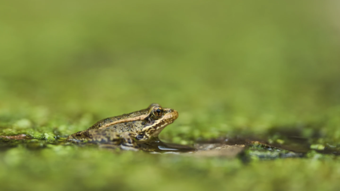 Frog (2)
