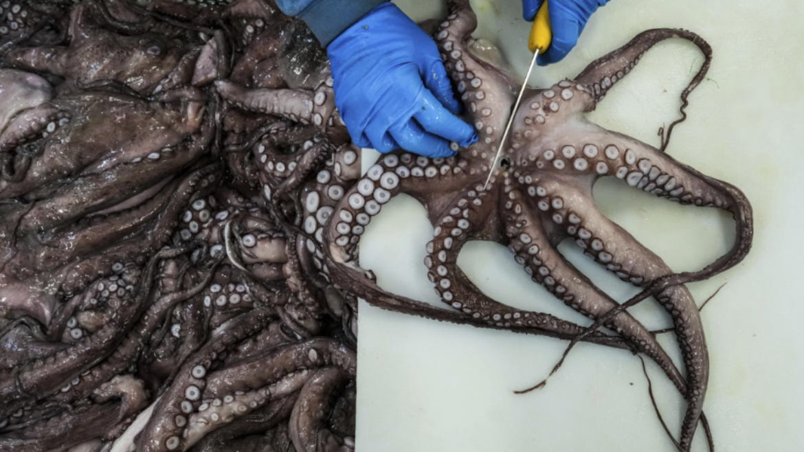 Octopus