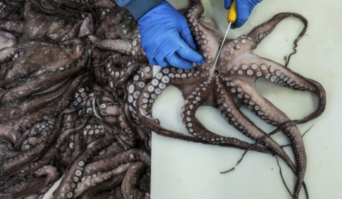 Octopus
