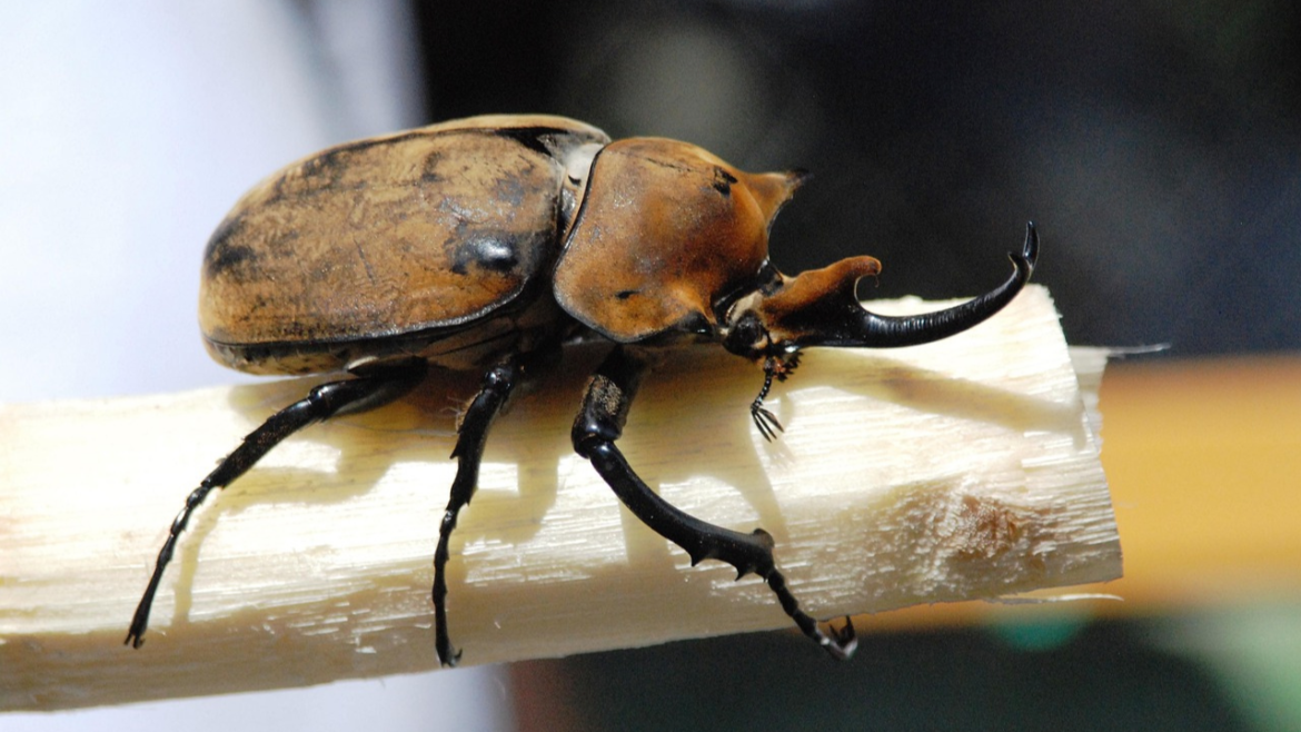 beetle