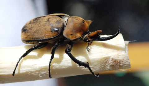 beetle