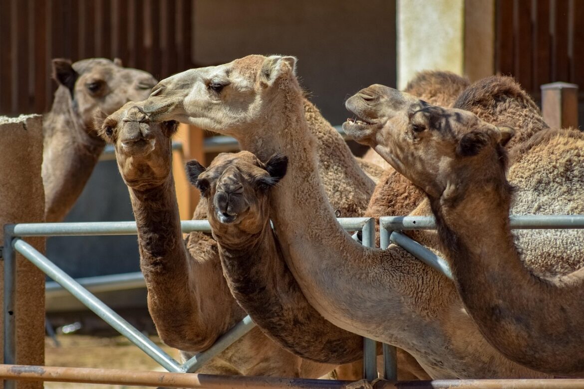 camels-3714257_1280