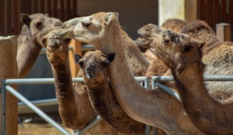 camels-3714257_1280