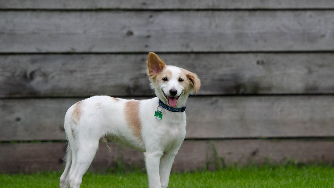 pet