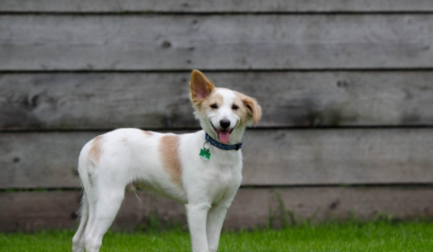 pet