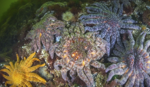 sunflower sea stars