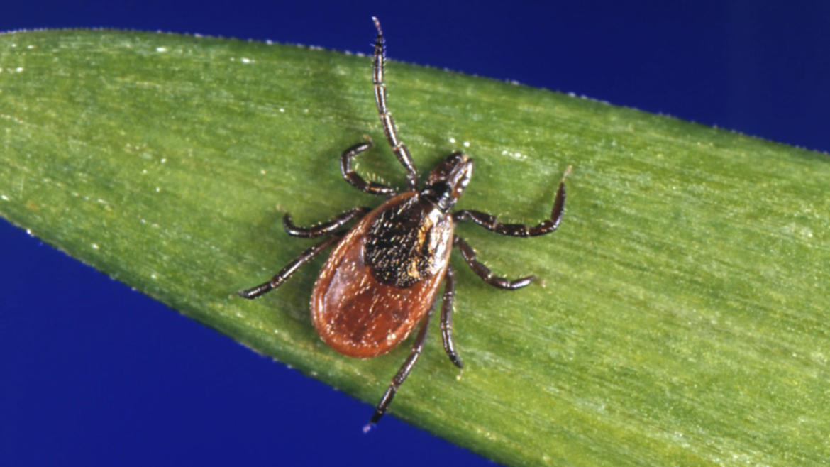 Lyme