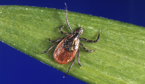 Lyme