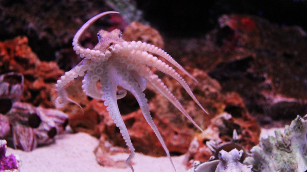 Octopus