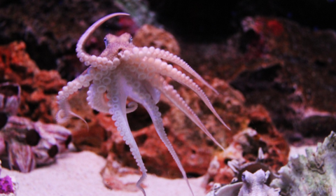 Octopus
