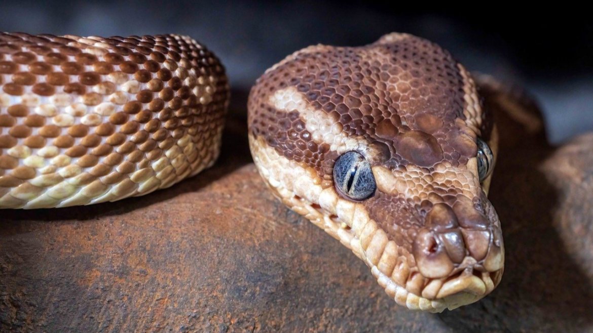 Python