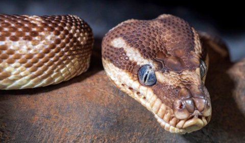 Python