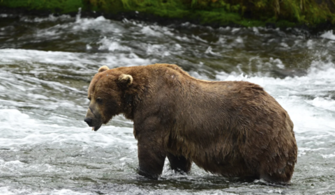 fat bear