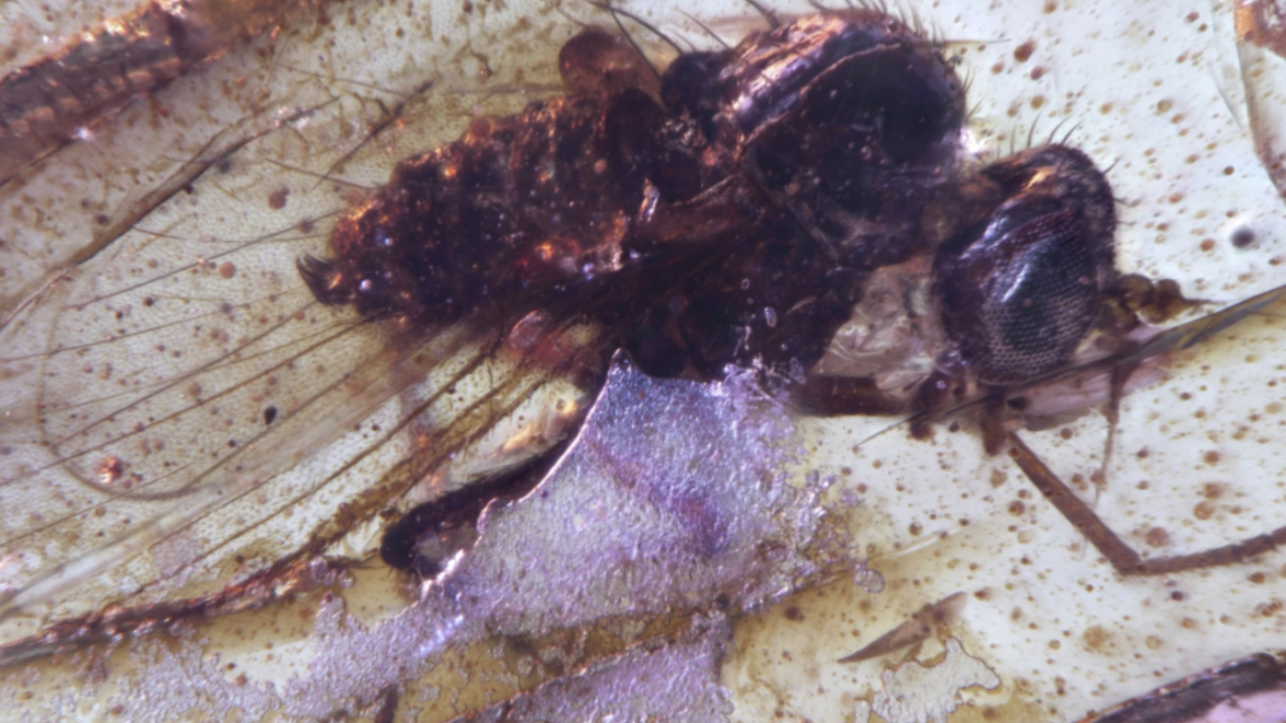 insect