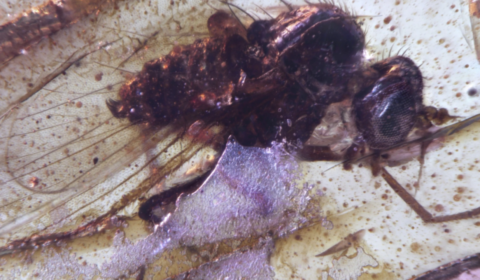 insect
