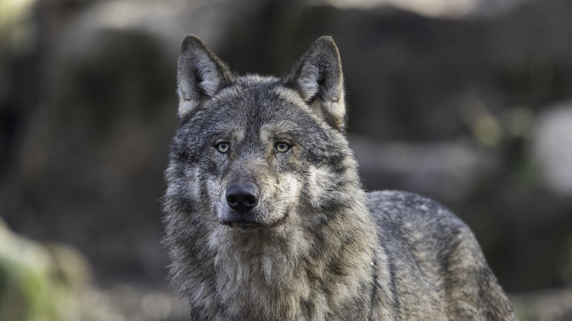wolf